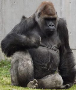 歯 腸の長さから見る草食動物と肉食動物の違い そして人間の歯から見えるもの 腸内環境株式会社