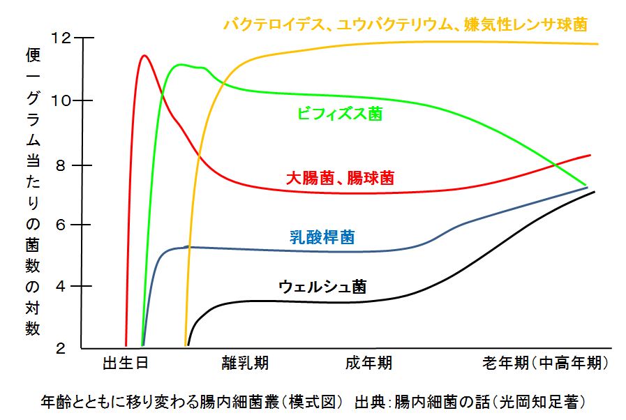 腸内細菌叢の年齢による変化