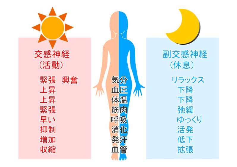 笑う　自律神経　交感神経、副交感神経