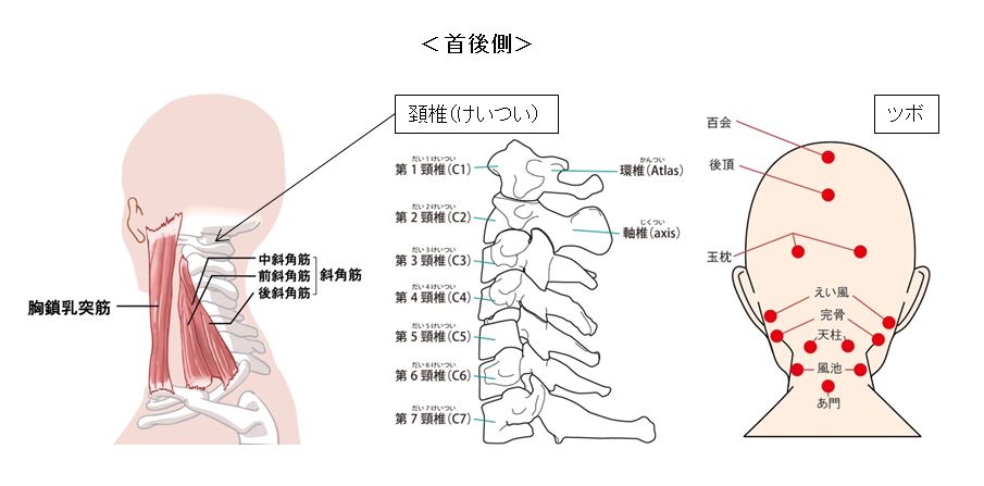 頚椎、首の後ろ側には、重要な機能が集中し腸内環境にも影響を及ぼします。  