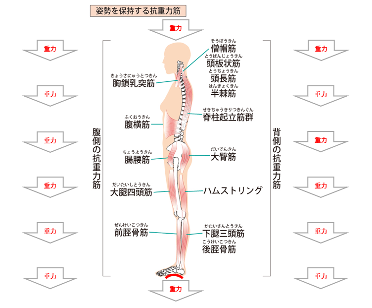 姿勢を保持する抗重力筋