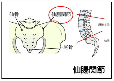 仙腸関節