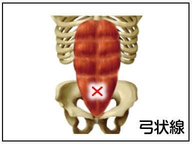 弓状線