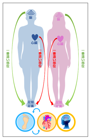 足指握力（足趾把持力）足裏アーチ力（踵力）の重要性