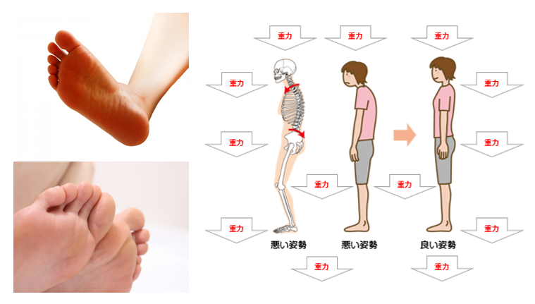 足指握力（足趾把持力）足裏アーチ力（踵力）の重要性