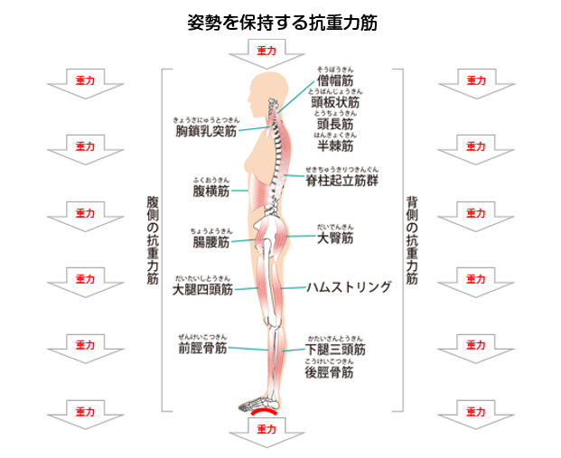 常に地面に引き寄せられている重力 その重力を姿勢良く受けないといけない理由