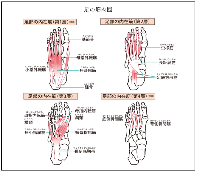 アスリートに多いアキレス腱の痛み アキレス腱炎と足趾把持力 足指握力 との関係についての考察 腸内環境株式会社 アスリートに多いアキレス腱の痛み アキレス腱炎と足趾把持力 足指握力 との関係についての考察 腸内環境株式会社