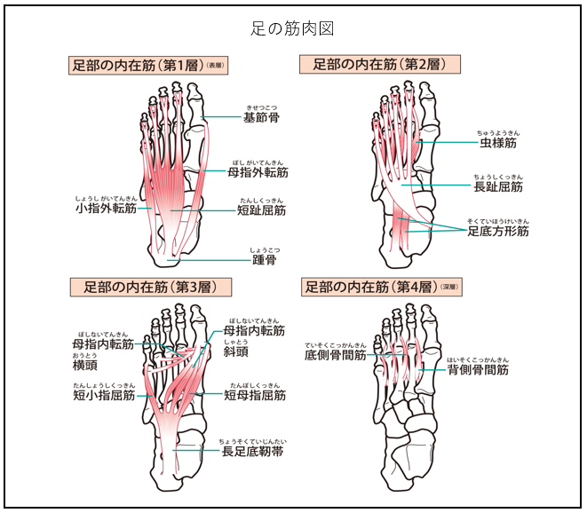 足の筋肉図