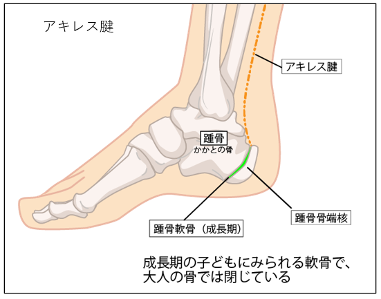 アキレス腱