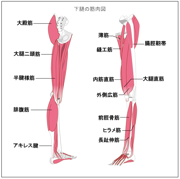 下腿の筋肉図