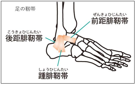 足の靭帯