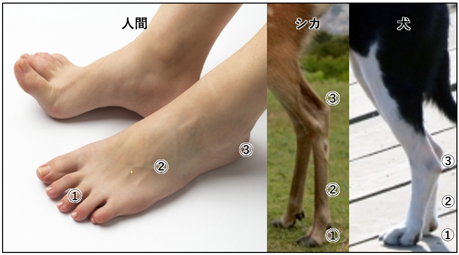 アスリートにおける つま先力 足指握力 の重要性を動物比較で考察 腸内環境株式会社 アスリートにおける つま先力 足指握力 の重要性を動物比較で考察 腸内環境株式会社