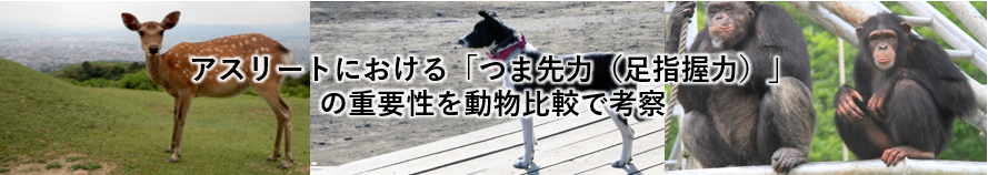 アスリートにおける「つま先力（足指握力/足趾把持力）」の重要性を動物比較で考察