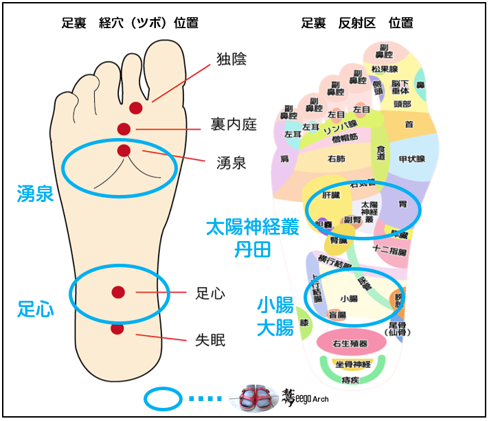 ワシーガアーチの突起が刺激する足裏の経穴（ツボ）・反射区