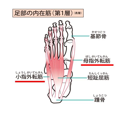 母趾（母指）外転筋から小趾（小指）外転筋