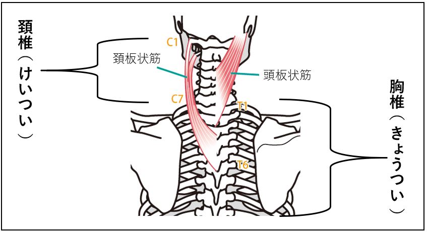 首回り筋肉の頚椎・胸椎との繋がり