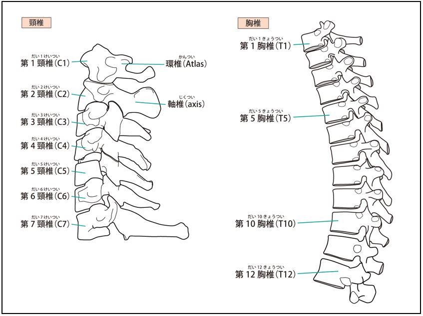 首回り筋肉の頚椎・胸椎との繋がり