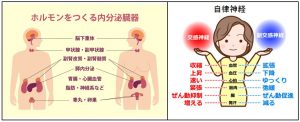 ストレッサー（ストレスの原因となる刺激）を受けることで、この自律神経や内分泌（ホルモン）のバランスが崩れます。