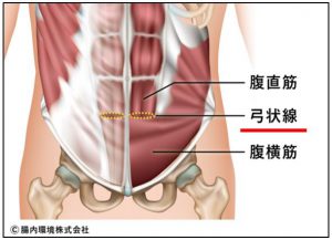 弓状線