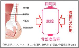 腹圧（ふくあつ）とは