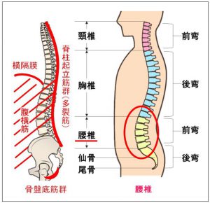 背中付近も痛みを感じる方も多く、その痛みは脊柱起立筋群の深層に位置する多裂筋によるもの