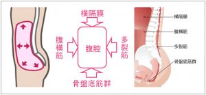 体幹とは胴体のことであり、インナーは腹腔　体幹トレーニングすることで、上肢と下肢がバラバラにならないように一体化