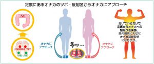 腸内環境のためのオナカサンダル 主な２つの特徴及び期待できること