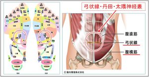 ワシーガアーチを履いているだけで足裏から弓状線（丹田・太陽神経叢）に アプローチが可能になることがダイエットにも期待ができる理由