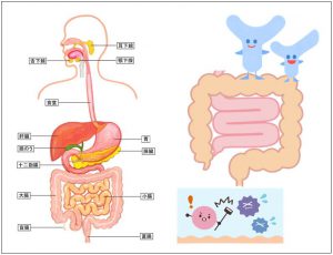 小腸を中心に行う栄養分配、大腸に存在する腸内細菌の働きがあって初めて食が生きる力になる。