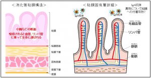 レジスタントスターチが一番多く生み出す短鎖脂肪酸の酪酸は、腸管上皮細胞を強くします。
