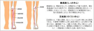 膝筋肉である膝窩筋及び足底筋の機能におけるエビデンス

