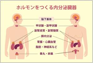 腸内環境にも影響を及ぼすホルモンについて
