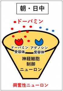 ドーパミンがドーパミン受容体に結合すると神経細胞が働かず
眠くならない。抑制性ニューロンの働きをおさえる