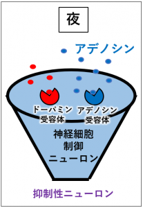 アデノシンがアデノシン受容体に結合するとドーパミンの働きが阻害されて神経細胞が働き眠くなる。
興奮性ニューロンの
働きをおさえる