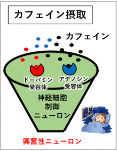 カフェインがアデノシンのかわりにアデノシン受容体に結合する　
