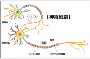 制御ニューロンは、睡眠-覚醒リズムを制御する重要な役割を果たし、睡眠とカフェインの関係においても重要な役割を果たしています。
