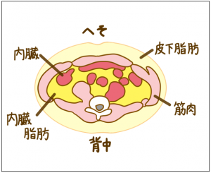 “アディポネクチン”の“アディポ”は「脂肪」という意味で、脂肪細胞から“アディポネクチン”が分泌。
