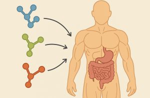 マイオカインの重要性　筋トレとの関係