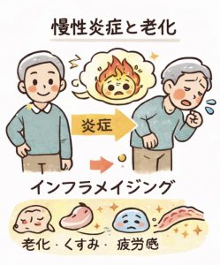 慢性炎症と老化