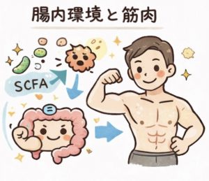腸内環境と筋肉