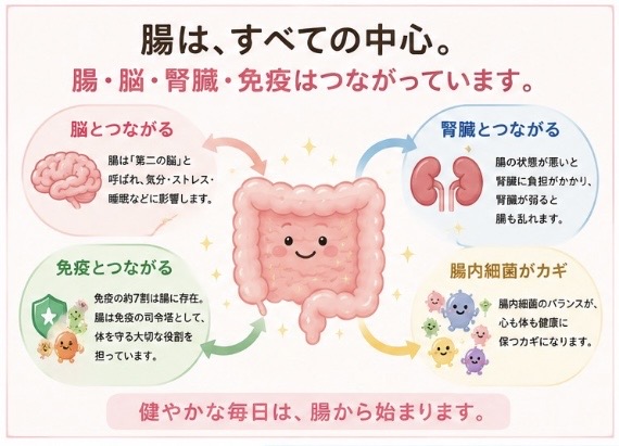 腸・脳・腎臓・免疫は、すべてつながっている
腸はすべての中心